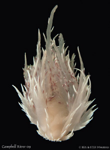Face to face with a swimming Giant Nudi (Dendronotus iris... by Bea & Stef Primatesta 